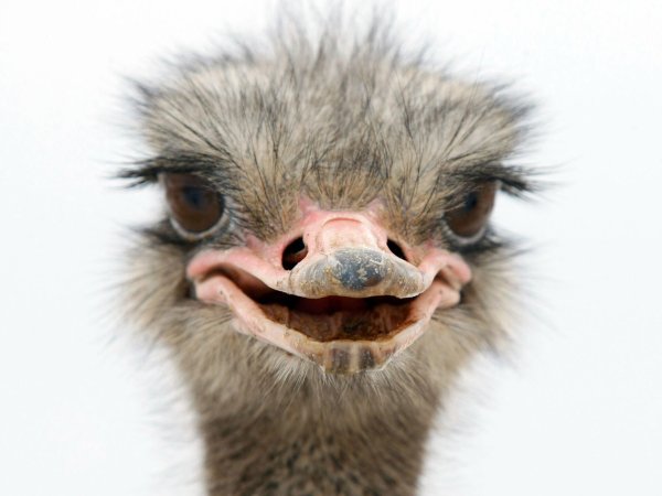 морда страуса