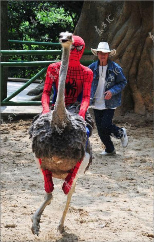 кататься на страусе