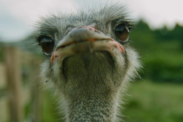 морда страуса