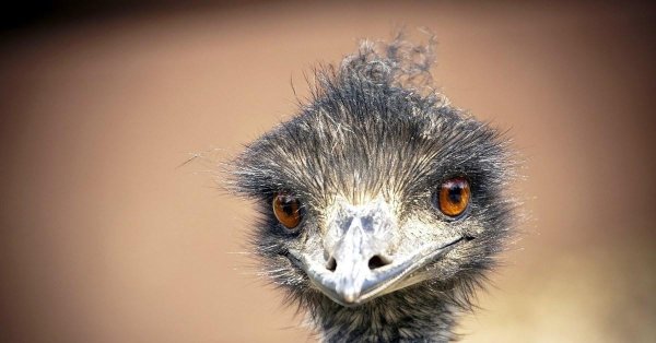 страусенок эму