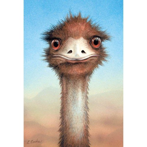 страусы эму