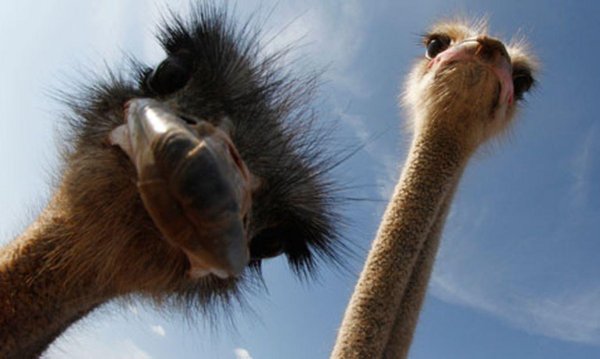 страусиная ферма