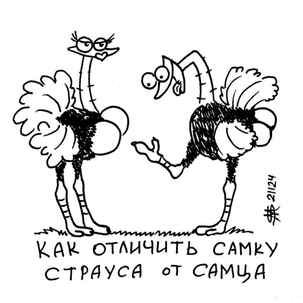 страусы эму