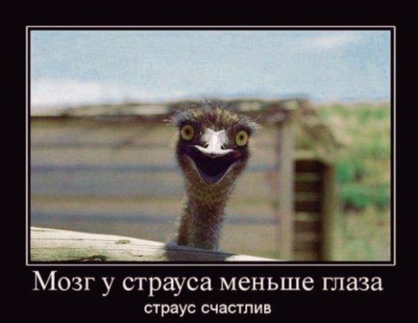 глаза страуса
