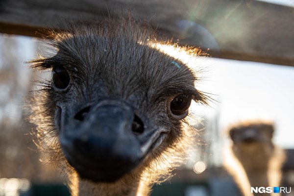 страусинная ферма кобрин