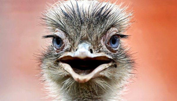 глаза страуса