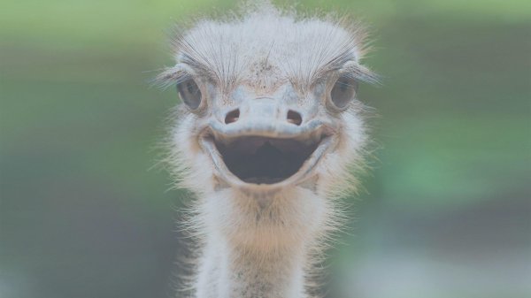 морда страуса