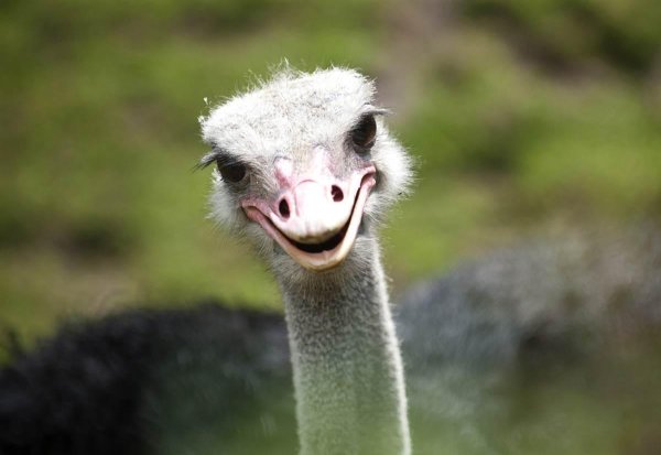 морда страуса