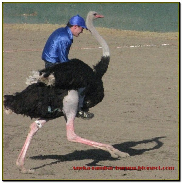 гонки на страусах