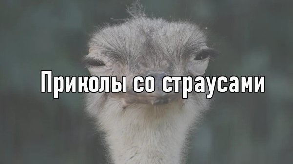 морда страуса