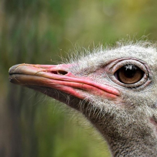 голова страуса