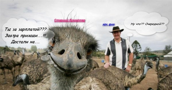 страусиная ферма