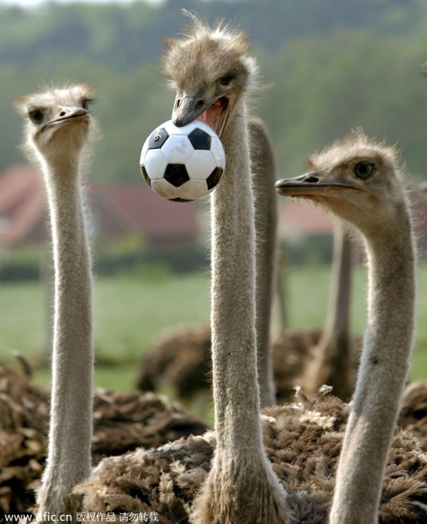 страусиная ферма юар