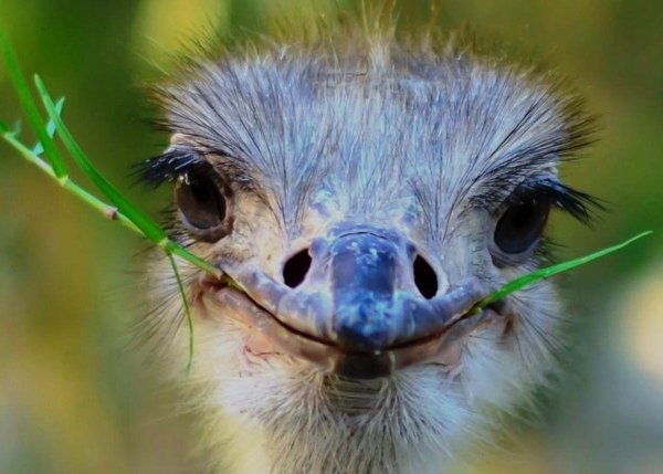 страусенок эму