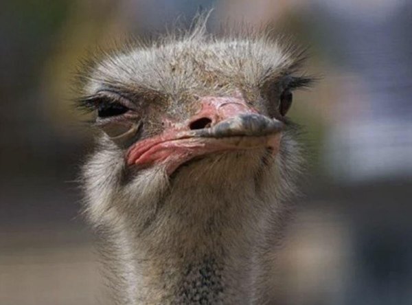 морда страуса