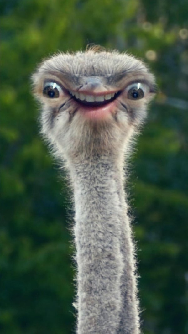 лицо страуса