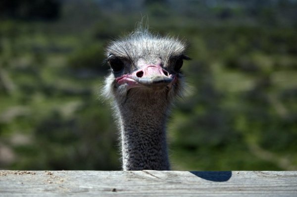 страусы эму