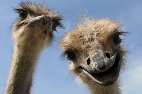 страусиная ферма