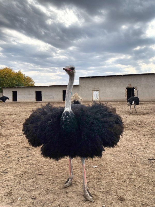 страусиная ферма