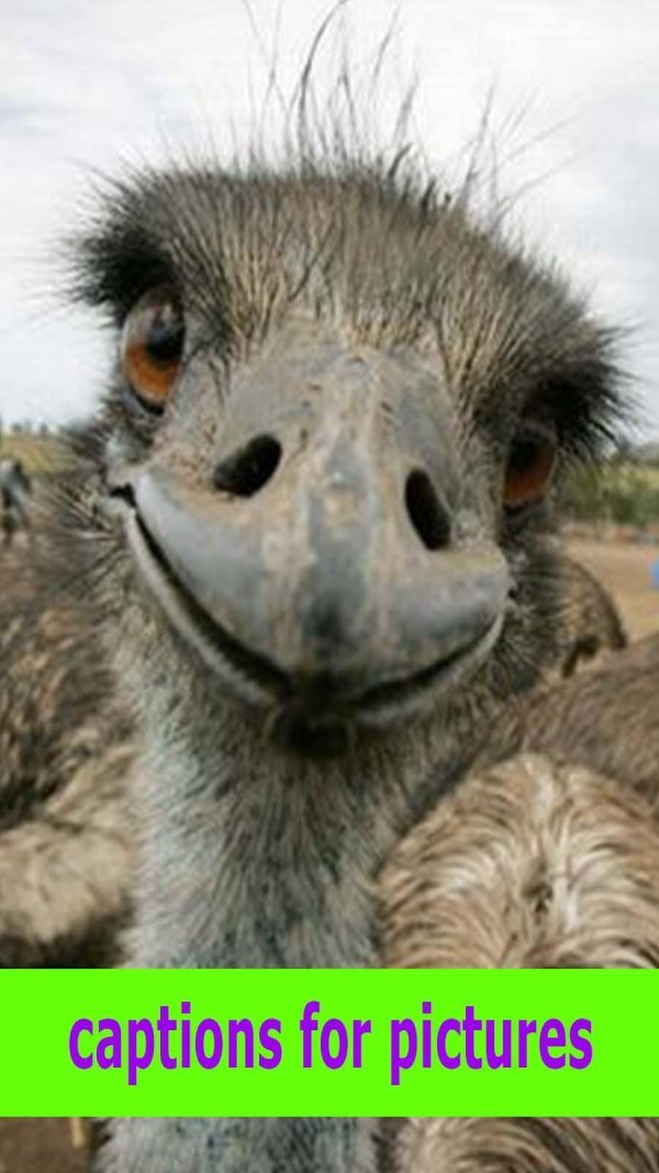 африканские страусы