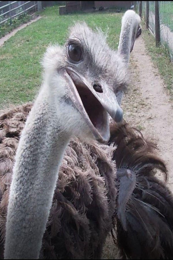 страусиная ферма белореченск