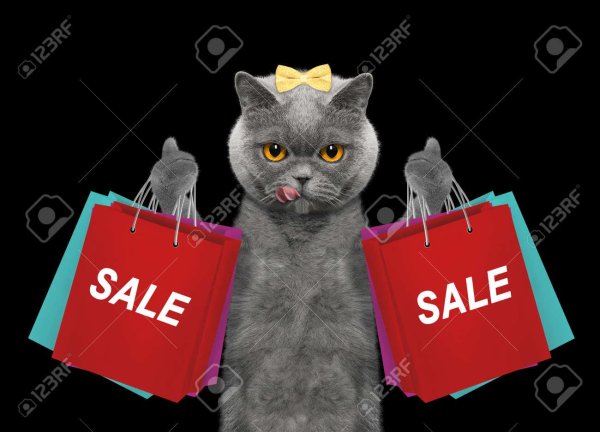 кот шоппинг