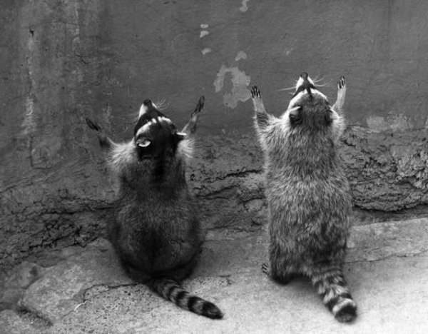 господи избавь мир от идиотов