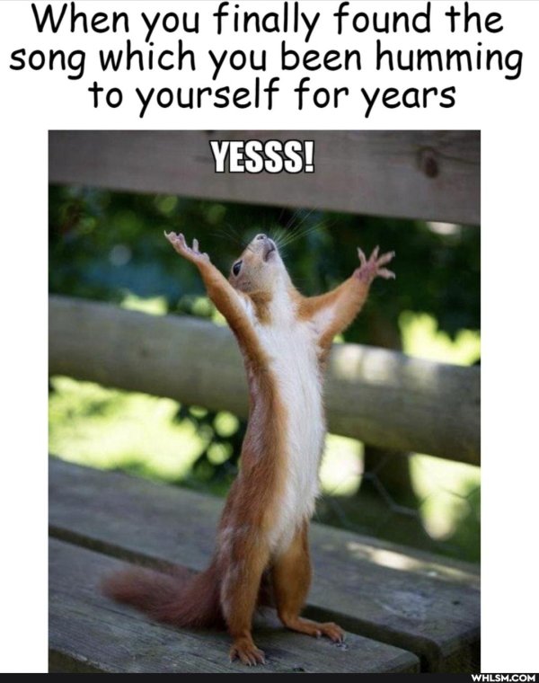 мем с белкой