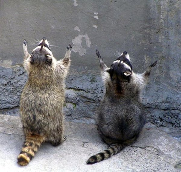 господи избавь мир от идиотов