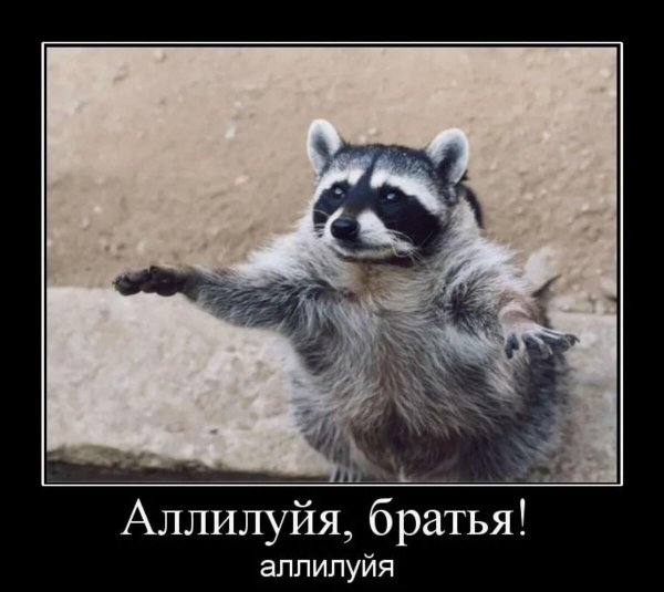 енот полоскун