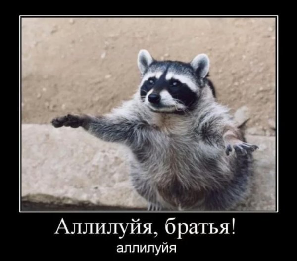 енот полоскун