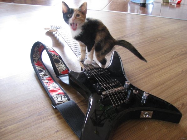 котик рокер