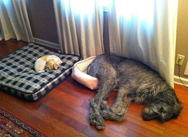 ирландский волкодав