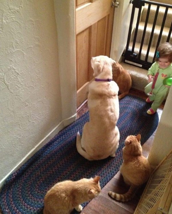 ретривер лабрадор