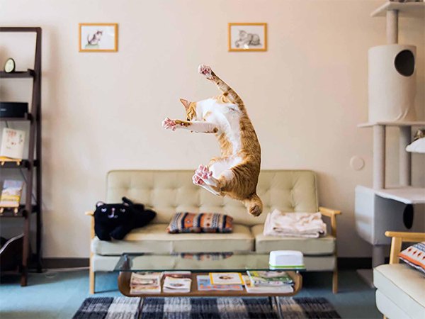 летающий кот