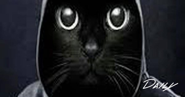 котики черные