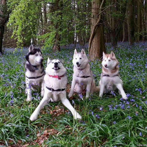 сибирский хаски