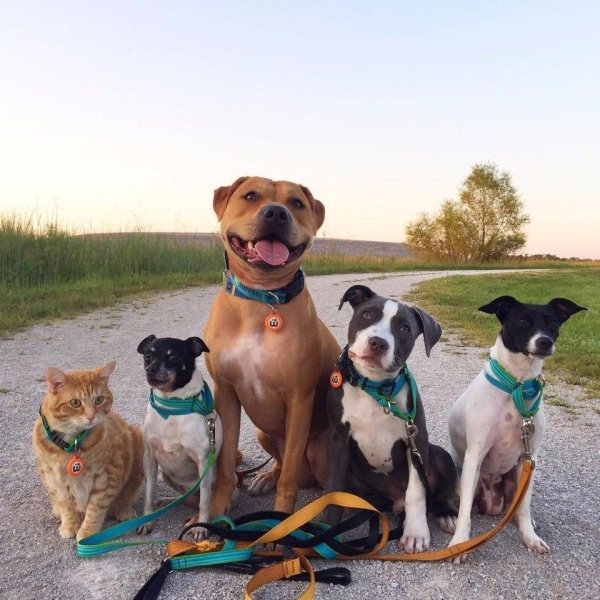 стаффордширский бультерьер