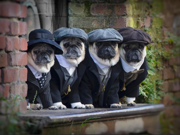 смешной джентльмен