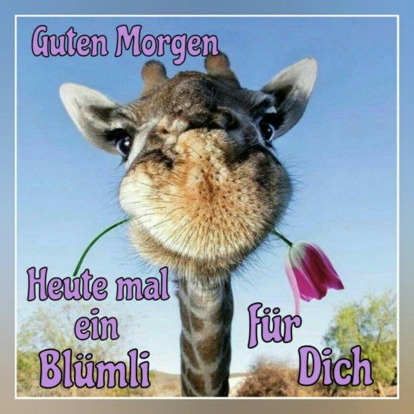 милые жирафы