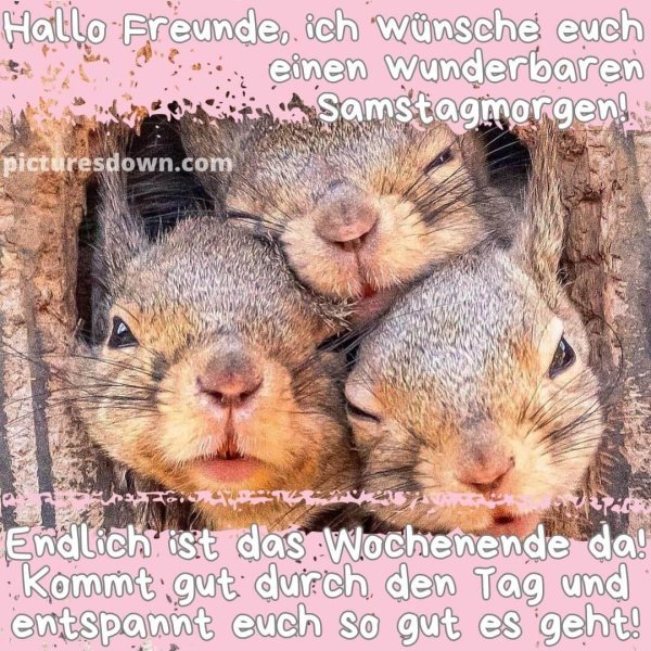 четыре белки