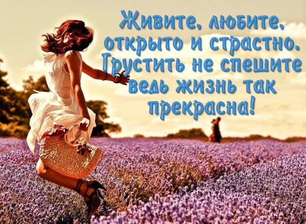 лавандовое поле