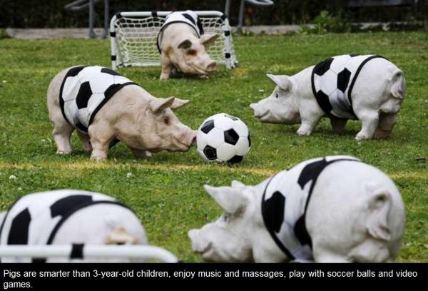 свинья футболист