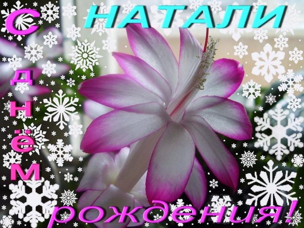 шлюмбергера цветок