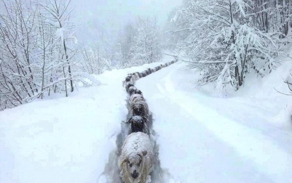 зимние приколы