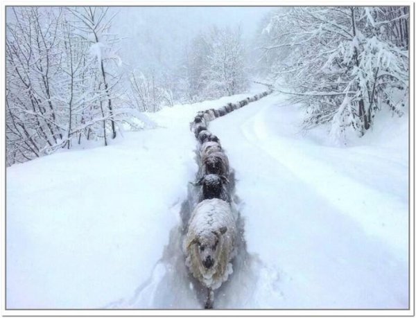 зимние приколы