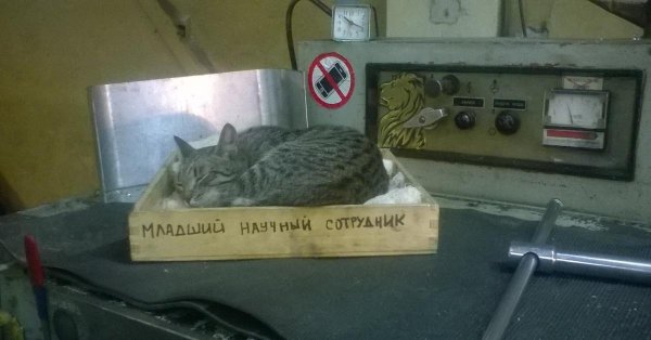 котик на заводе