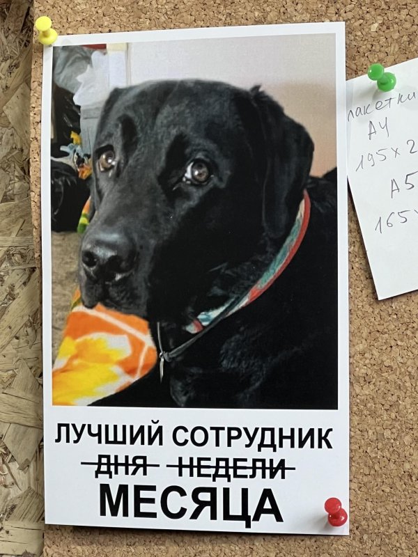 международный день черной собаки