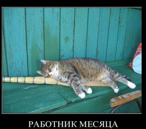 прикольные коты