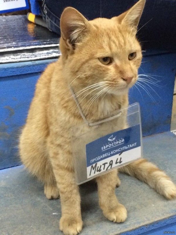 рыжего кота